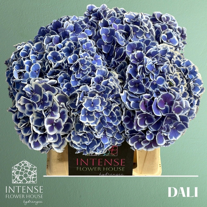 <h4>HYDR M BEAU DALI</h4>