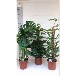 Monstera mosstokmix