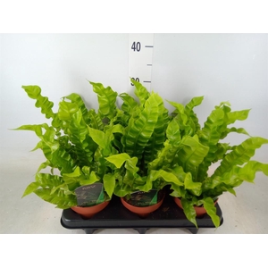 Asplenium nidus 'Crispy Wave'