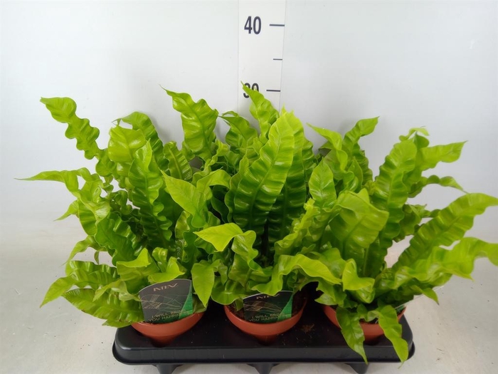 <h4>Asplenium nidus 'Crispy Wave'</h4>