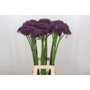 Allium Cherry