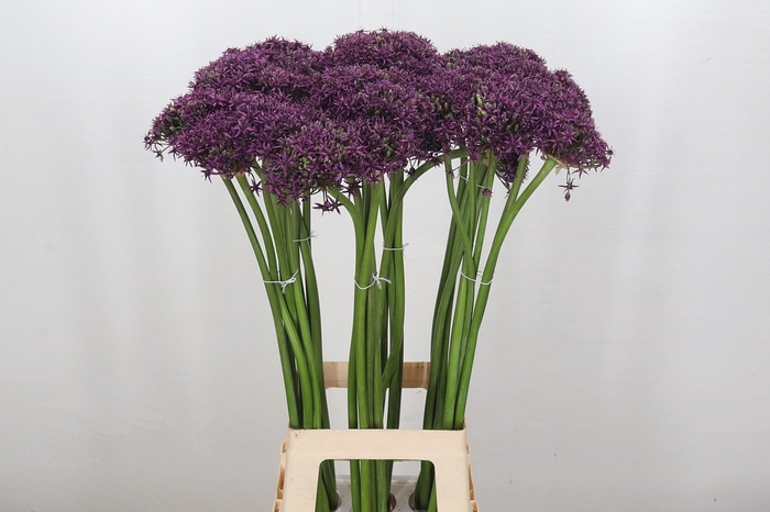 <h4>Allium Cherry</h4>