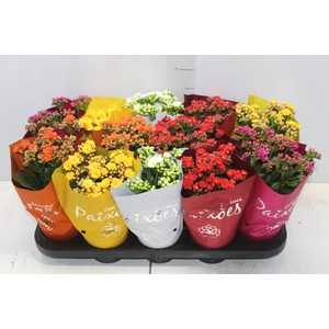 KALANCHOE DOBRADO PAIXOES P11