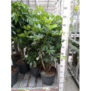 Schefflera arbor. 'Compacta'