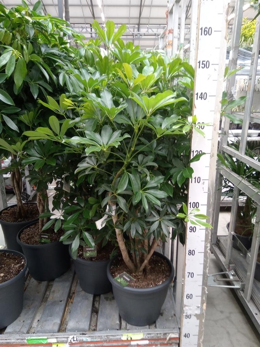 <h4>Schefflera arbor. 'Compacta'</h4>
