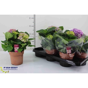 !! PROMO !! HYDR M HI RIVER