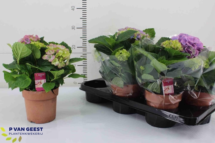 <h4>!! PROMO !! HYDR M HI RIVER</h4>