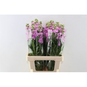 Matth Iron Pink