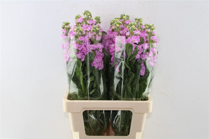<h4>Matth Iron Pink</h4>