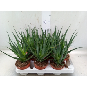 Aloe arborescens