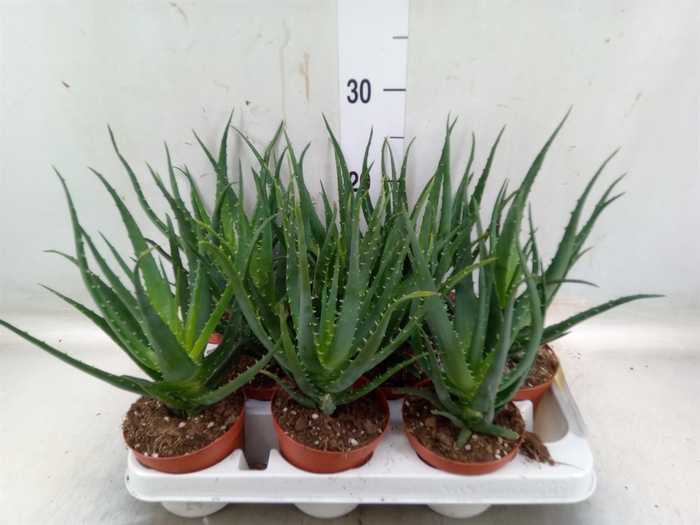 <h4>Aloe arborescens</h4>