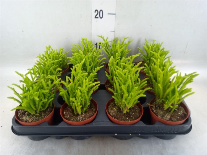 <h4>Crassula ...</h4>