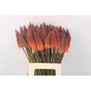 Kniphofia Alcazar