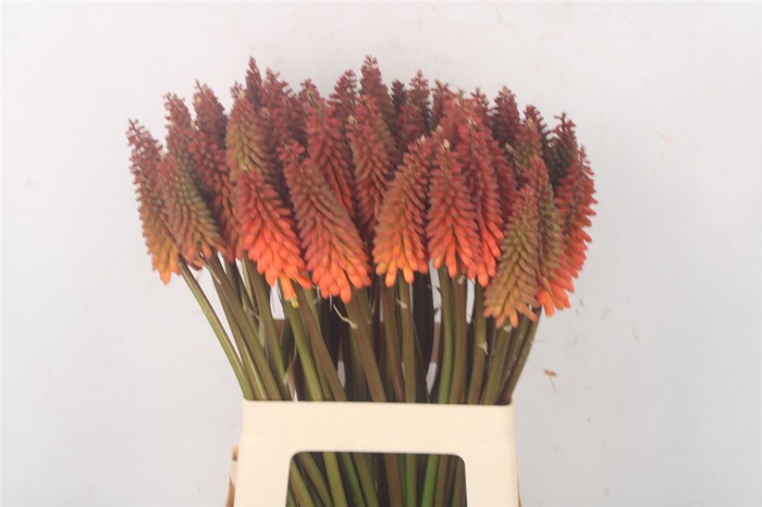 <h4>Kniphofia Alcazar</h4>