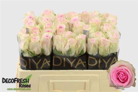 <h4>R Gr Revival Sweet</h4>