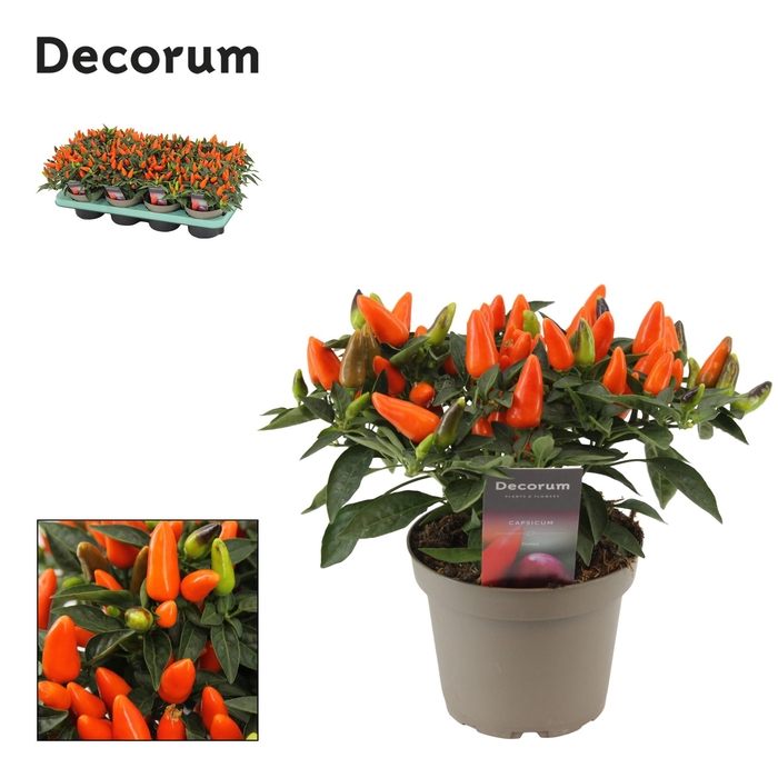 <h4>Capscium Annuum Torero Oranje</h4>