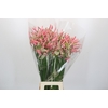 Nerine Casandra