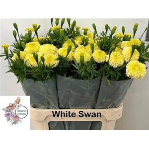 Tagetes White Swan