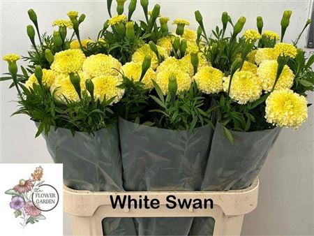 <h4>Tagetes White Swan</h4>