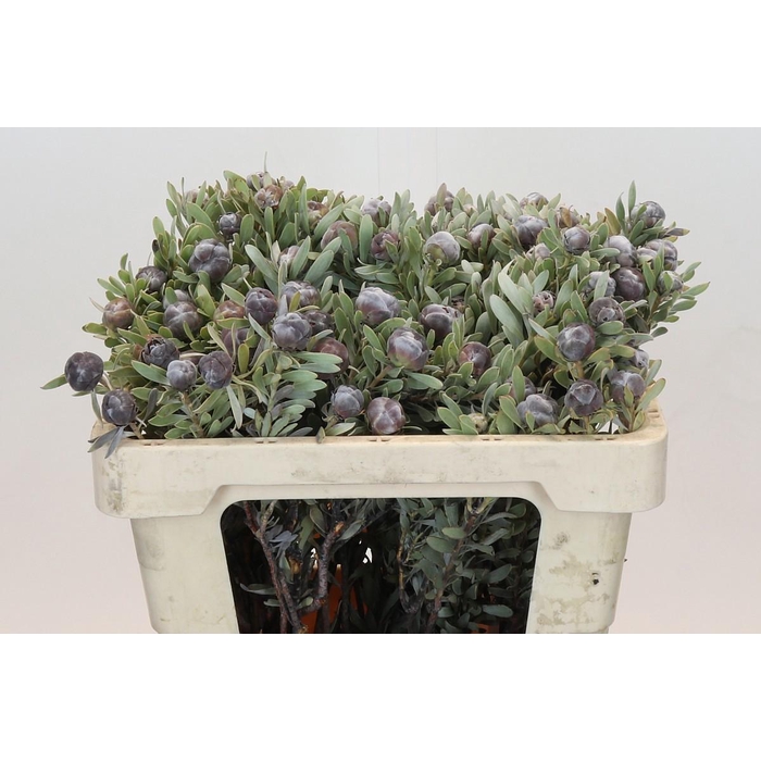 <h4>Leucad Pubescens</h4>