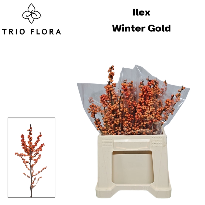 <h4>ILEX VE WINTER GOLD 566 L40</h4>