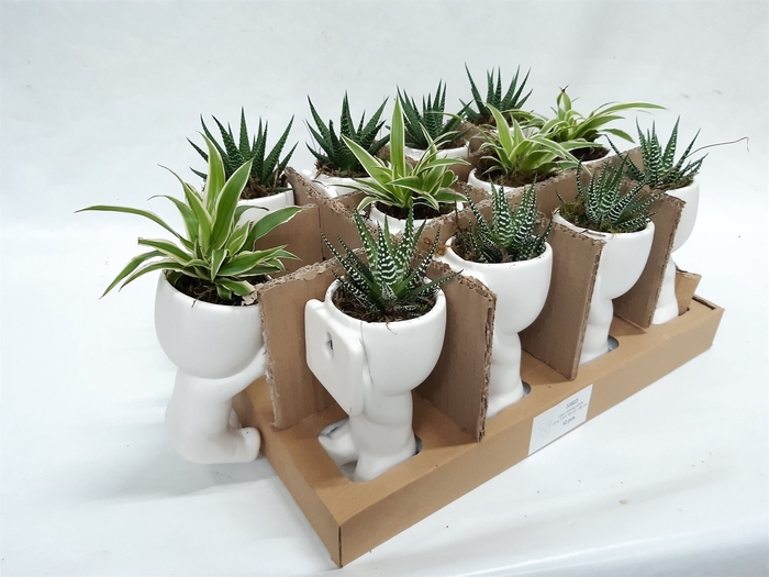 <h4>Arr.   Kamerplant Groen L%</h4>