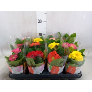 Gerbera  'Colourgame'   ...mix