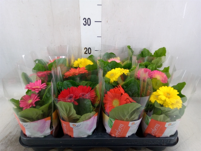 <h4>Gerbera  'Colourgame'   ...mix</h4>