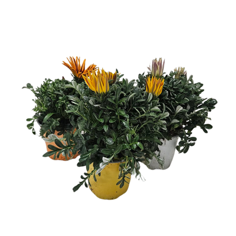 <h4>Gazania overig</h4>