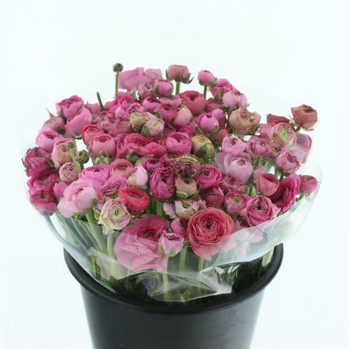 <h4>Ran El Pink Extra</h4>