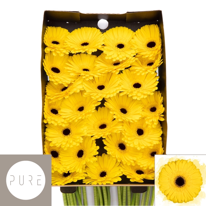 <h4>Gerbera Don Leo Doos</h4>