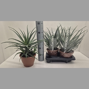 ALOE ARBORESCENS