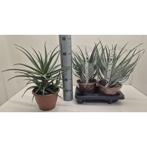 ALOE ARBORESCENS