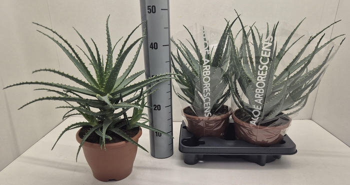 <h4>ALOE ARBORESCENS</h4>