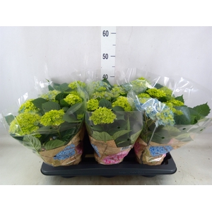 Hydrangea mac. 'Early Blue'
