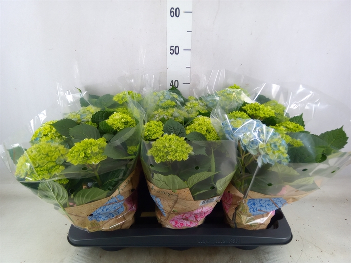 <h4>Hydrangea mac. 'Early Blue'</h4>