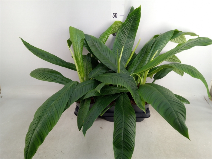 <h4>Philodendron   ...</h4>