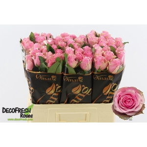 ROSA GR 'CELEB'