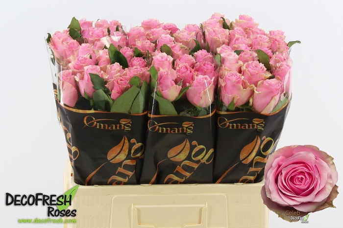 <h4>ROSA GR 'CELEB'</h4>