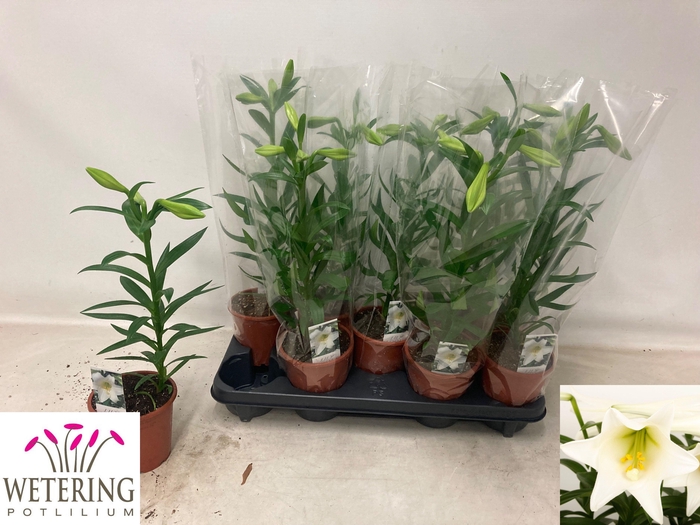 <h4>LIL LO MIRACLE</h4>