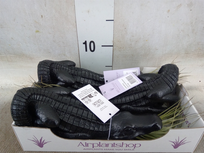 <h4>Tillandsia</h4>