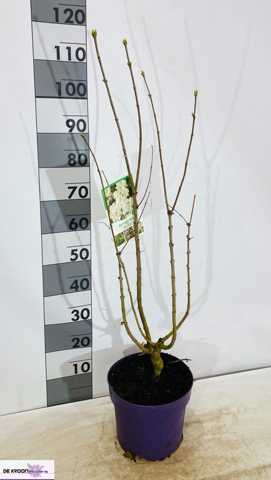 <h4>SYRI VULGARIS</h4>