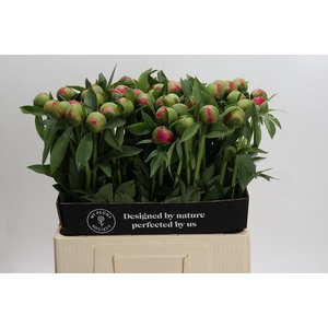 Paeonia Coral Charm
