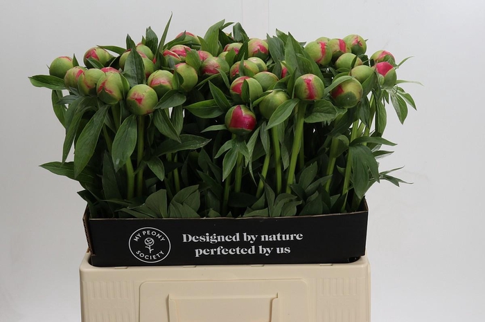 <h4>Paeonia Coral Charm</h4>