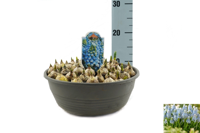 <h4>Muscar Cool Blues</h4>