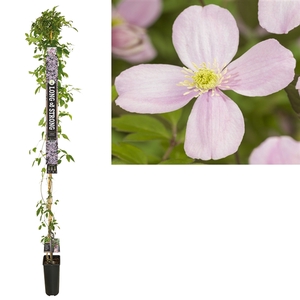 Clematis montana 'Rubens' +Long & strong label