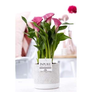Zantedeschia pink in P&PURE Jade ceramics