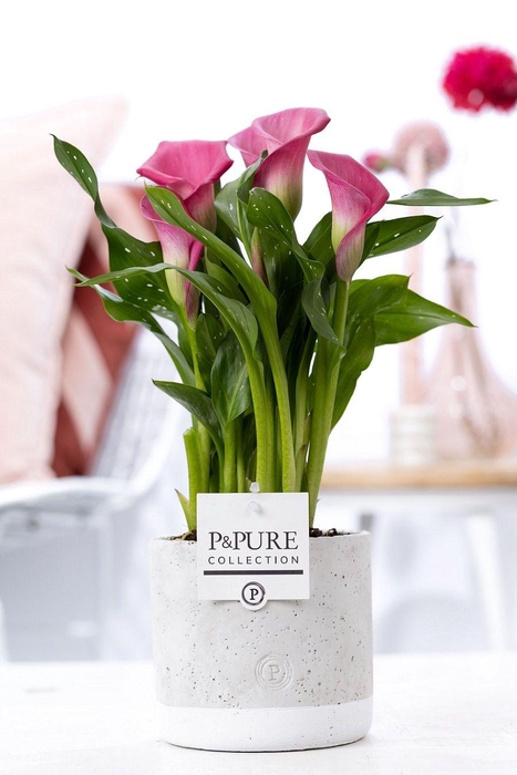 <h4>Zantedeschia pink in P&PURE Jade ceramics</h4>