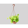 DOLAR VARIEGATA C21