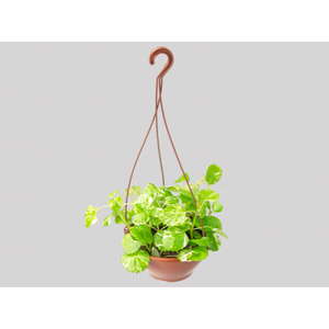 DOLAR VARIEGATA C21